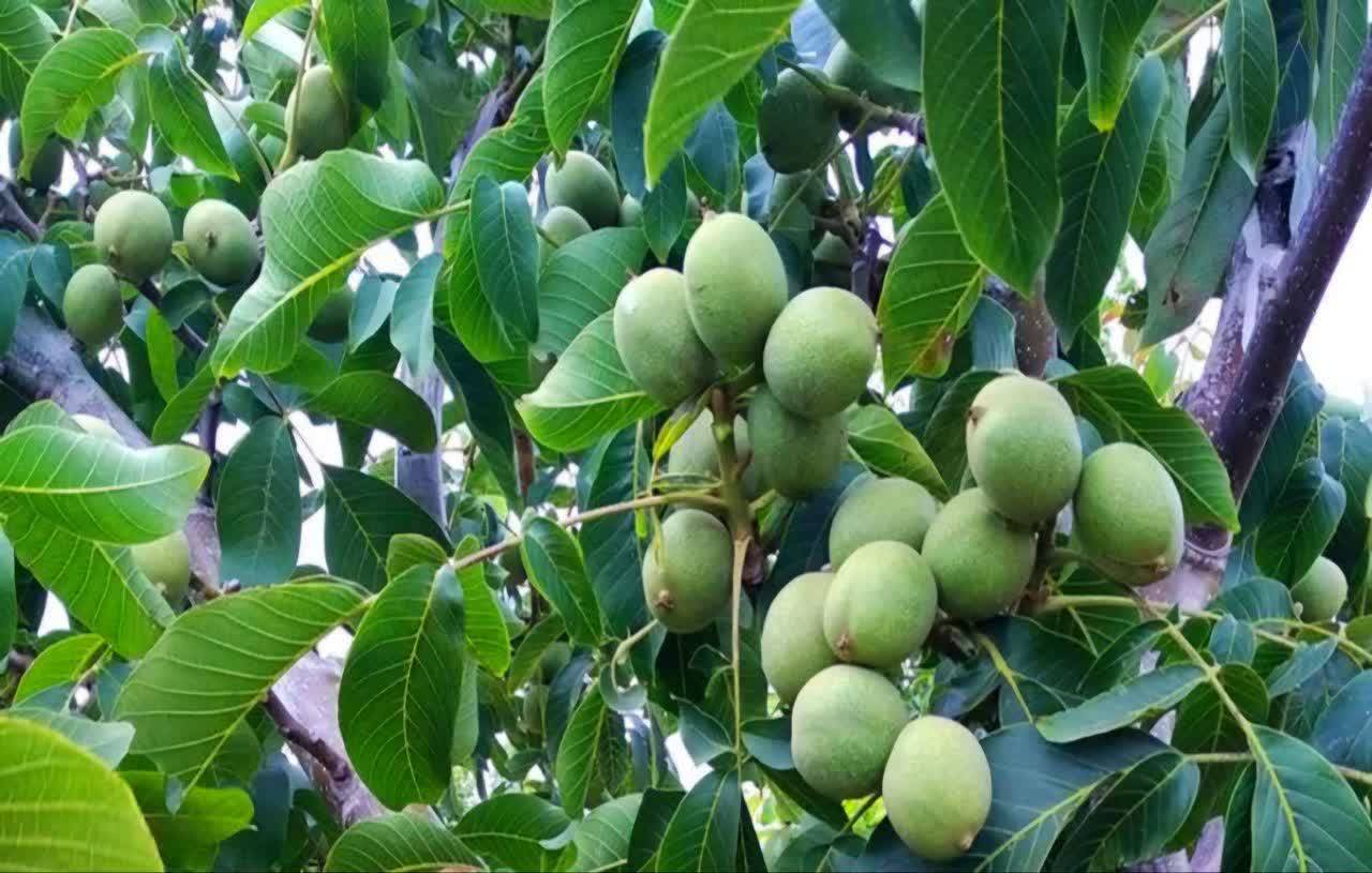برداشت گردو از باغات آذربایجان‌غربی آغاز شد؛ پیش‌بینی تولید ۱۰ هزار تن محصول